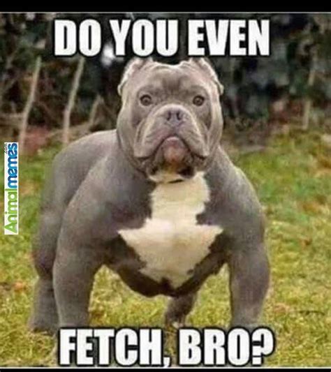 Dog Memes He Has More Muscles Than Me Dogs Dog Memes