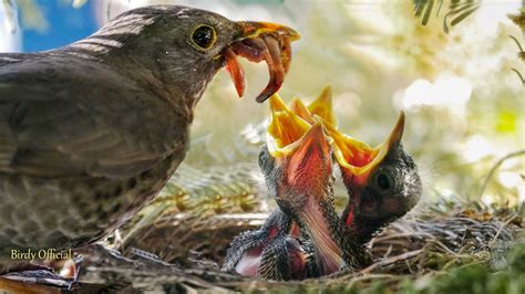 Baby Birds Eating Mother Sparrow Feeding Their Babies In Nest Youtube