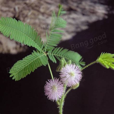 30pcs Sensitive Plant Perennial Herb Seeds Garden Mimosa Pudica Potted