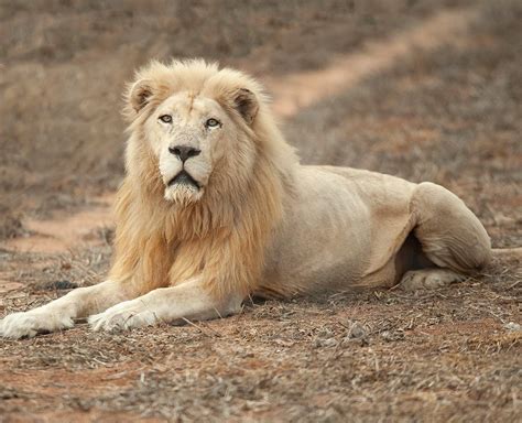 Regeus Global White Lion Protection Trust