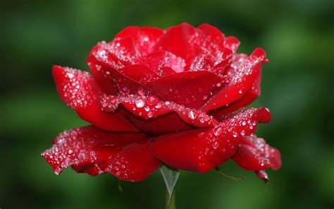 Hd Wallpaper Of Red Rose Mobile Wallpapers
