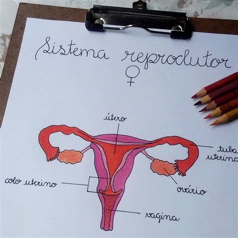 Mapa Mental Sistema Reprodutor Feminino Edulearn