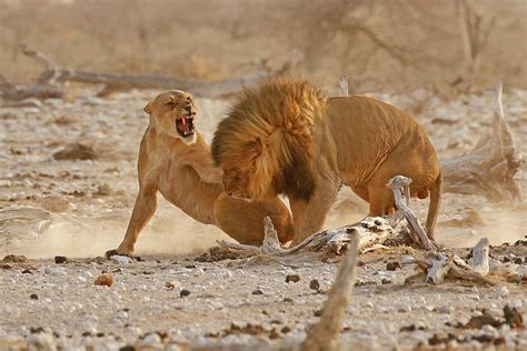Mating Lions Having A Conflict Of Interest Photograph By Maryjane Sesto