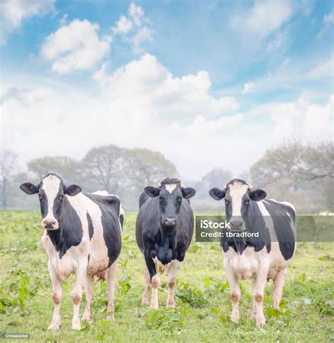 Kelompok Sapi Friesian Holstein Foto Stok Unduh Gambar Sekarang