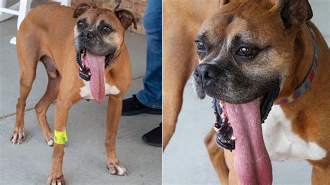 Dog Bags Record For Having Longest Tongue In The World Trending