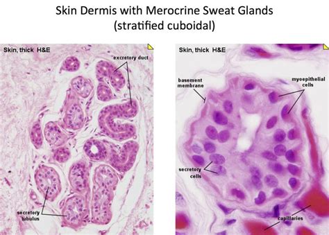 Skin Merocrine Sweat Glands Histology Sweat Gland Integumentary