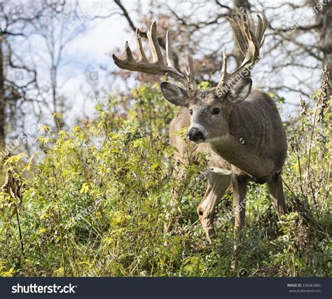 Large Trophy Sized Whitetail Deer Buck Alert And Cautious Stock Photo
