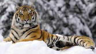 Tiger In Winter Wallpapers Hd Wallpapers Id 9395