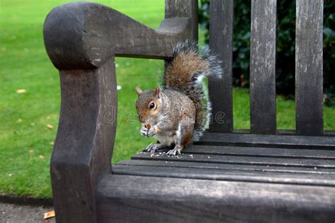 Grey Squirrels Stock Image Image Of London Grey Bench 16590115