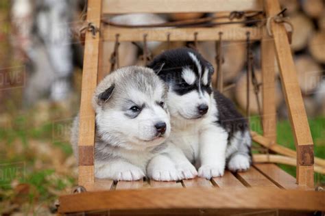 35% off the first repeat delivery order of weruva dog food. Siberian Husky Puppies In Traditional Wooden Dog Sled, Alaska - Stock Photo - Dissolve