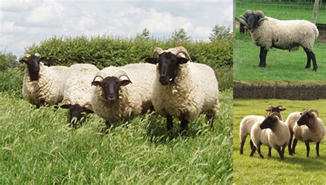 Norfolk Horn Sheep Breed Everything You Need To Know