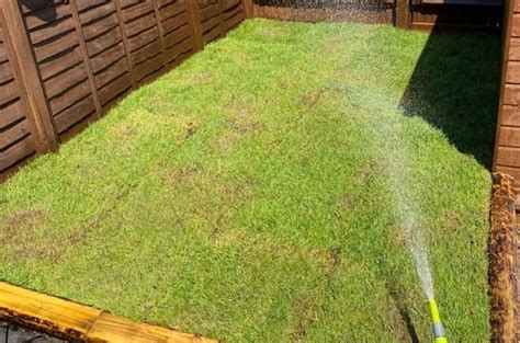 How Often To Water New Sod This Article Will Provide You With The Most