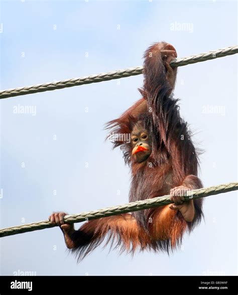 Young Bornean Orangutan Pongo Pygmaeus High Up In The Air Hanging