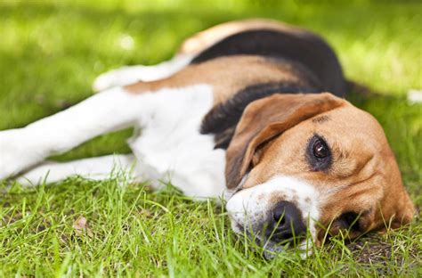 Over the last few weeks i have been noticing a lot of changes in her. How Can I Tell If My Dog Has Lyme Disease? - All Pet News