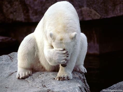Frustrated Polar Bear Animal Planet Animals Hd Wallpapers Imágenes