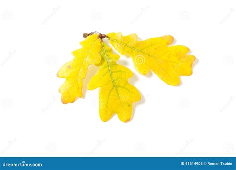 Yellow Autumn Oak Leaf Stock Image Image Of Botanic 41514905