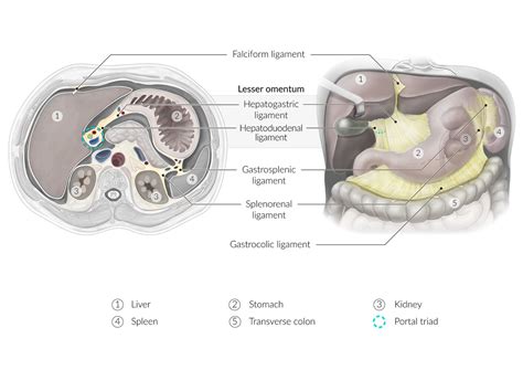 Hepatoduodenal Ligament Cross Section