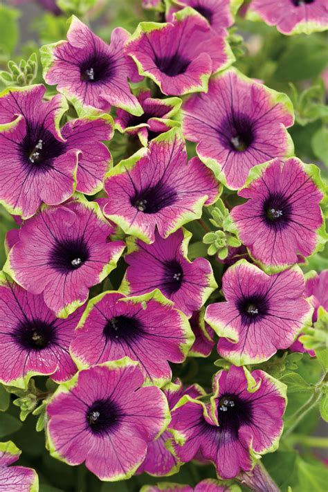 Pair with us as your plant provider! Supertunia® Pretty Much Picasso® - Petunia hybrid | Proven ...