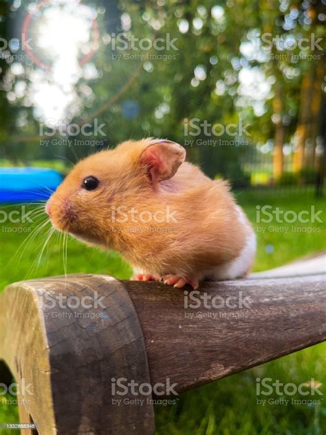 Cute Syrian Hamster Exploring The Outdoors Stock Photo Download Image