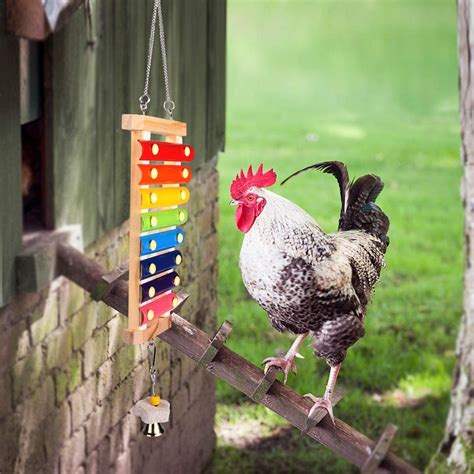 The Best Toys For Happy Chickens Stir The Wonder