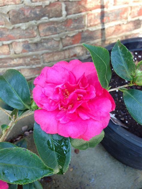 Alabama Beauty Camellia Rose Flowers Beauty