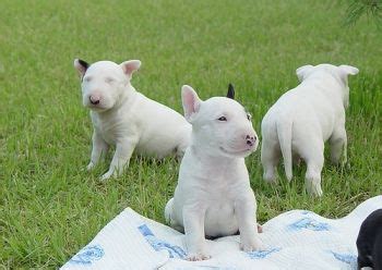 Mini bull terriers weshootit puppies. Bull Terrier Puppies For Sale | Philadelphia, PA #199754