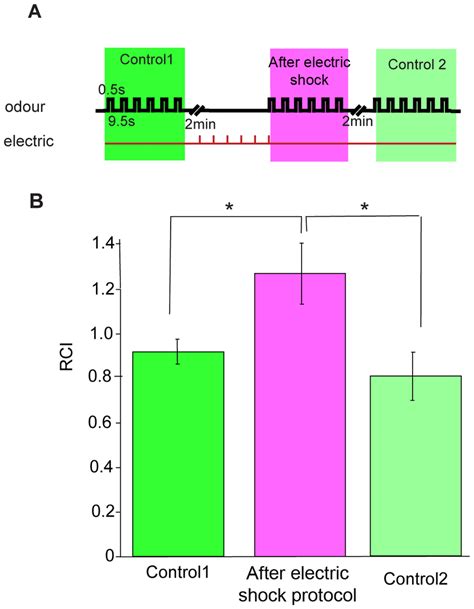 Electric Shock Stimulation Increases The 70 80 Hz Response To Odours