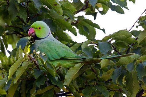 Martins Sussex Birding Blog Ring Necked Parakeet