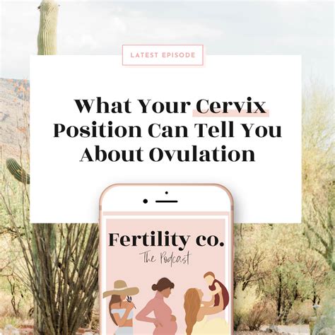 What Your Cervix Position Can Tell You About Ovulation Fertility Co