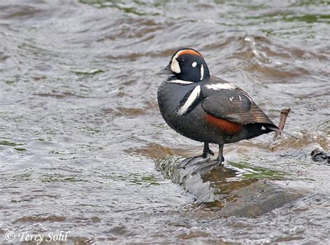 Harlequin Duck Photos Photographs Pictures
