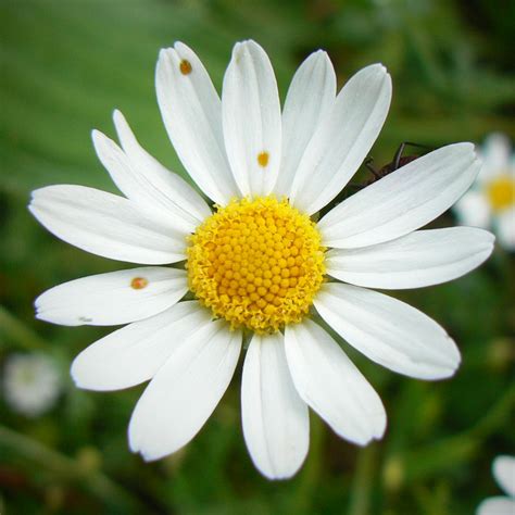 White And Yellow Flower · Free Stock Photo