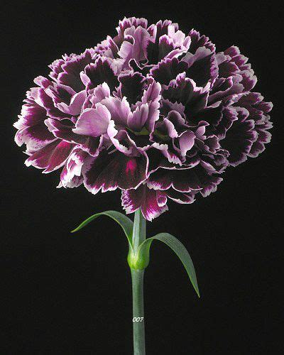 Carnations In January Birthflower Of The Month — Future King And Queen