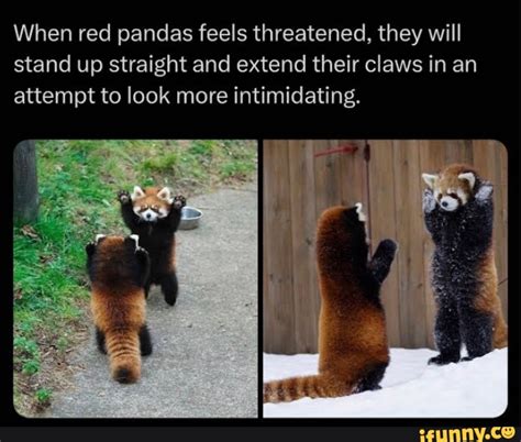 When Red Pandas Feels Threatened They Will Stand Up Straight And