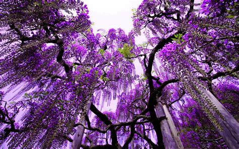 32 Purple Nature Wallpaper