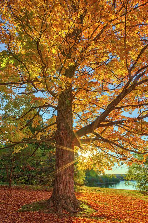 New England Fall Foliage Peak Colors Photograph By Juergen Roth Pixels