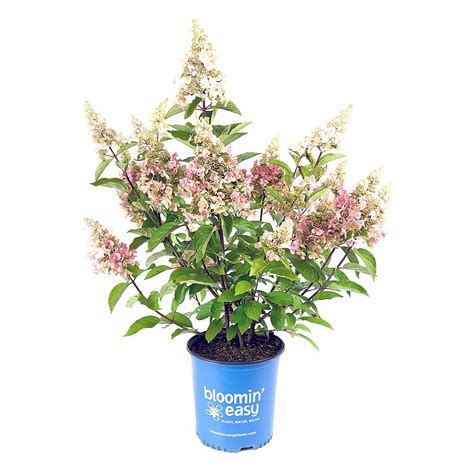 Bloomin Easy 75l Candelabra Hydrangea Paniculata Flowering Shrub