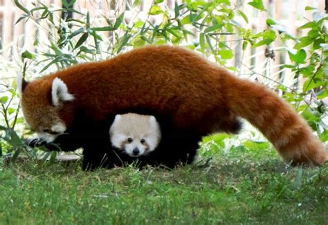 Super Adorable Tofu The Red Panda Makes Public Debut
