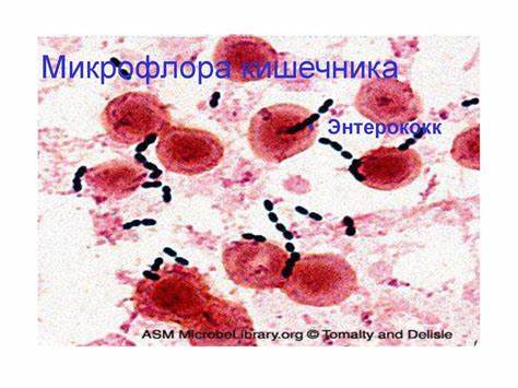 Диета и микрофлора кишечника Микрофлора тела человека - презентация онлайн Микрофлора тела человека - презентация онлайн Диета и микрофлора кишечника