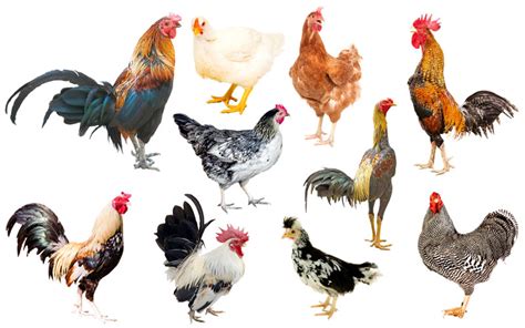Chicken Breeds Facts Types And Pictures Sexiz Pix