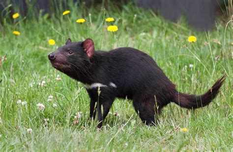 Tasmanian Devil Animal Profile Traits Facts Baby Range Mammal Age