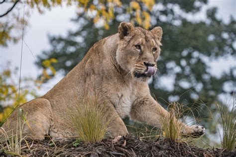A Pride Of Asiatic Lions The Worlds Rarest Lion Species Have Taken