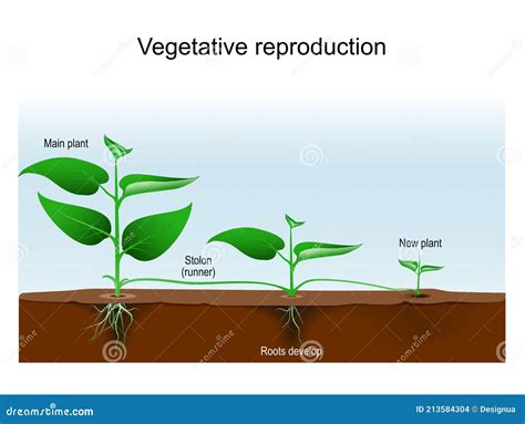 Vegetative Reproduction Plant Propagation Or Vegetative Multiplication