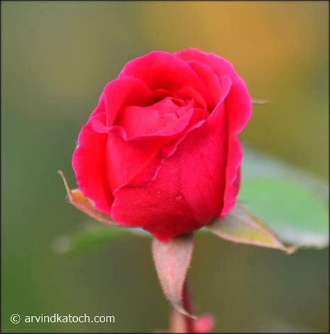 Arvind Katoch Photography A Beautiful Red Rose Bud