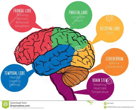 Parts Of The Brain And Their Functions Chart Pdf
