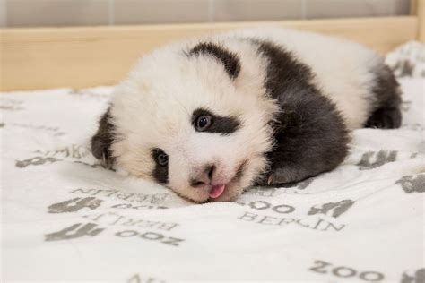 Berlin Zoo Baby Panda Twins