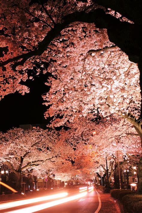 Stunning Long Exposure Shots Of Cherry Blossoms Taken At