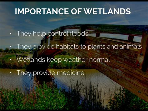 Document version control software is used extensively in the information technology industry. Wetlands Project by Margaret Bay