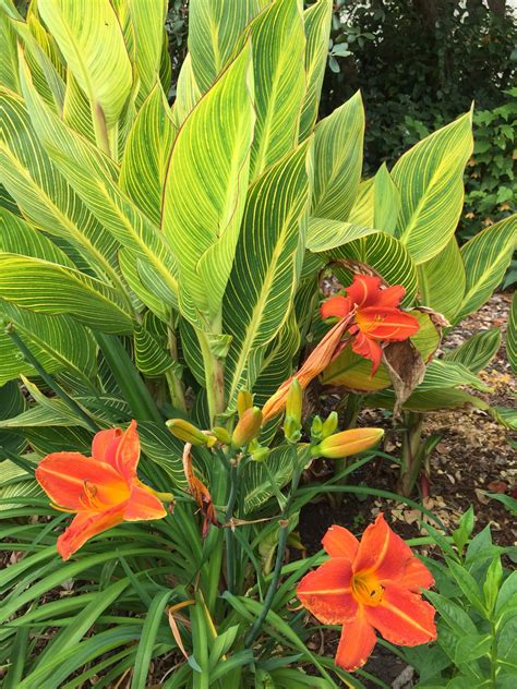 Day Lily And Canna Lily Canna Lily Day Lilies Growing Flowers