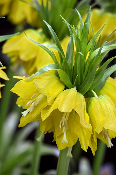 Buy Crown Imperials Fritillaria Imperialis Lutea Gold Medal Winning