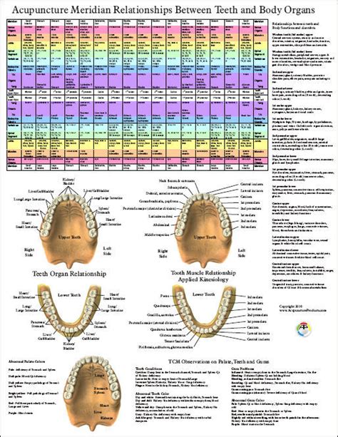 Tooth Chart Every Tooth Has An Energy Meridian Running Through It And